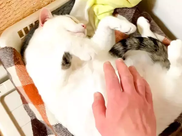 ママに撫でられてうっとりする猫→パパも参加すると…切なすぎる『態度の豹変っぷり』が話題「お父さんはダメなんだね」「好き嫌いがハッキリ」