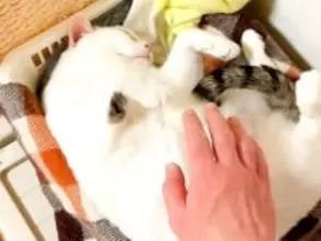 ママに撫でられてうっとりする猫→パパも参加すると…切なすぎる『態度の豹変っぷり』が話題「お父さんはダメなんだね」「好き嫌いがハッキリ」