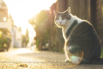 猫には『帰巣本能』が備わっているの？4つの説や帰ってこれるワケもご紹介
