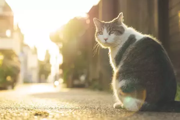 猫には『帰巣本能』が備わっているの？4つの説や帰ってこれるワケもご紹介