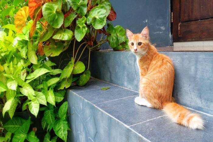 猫には『帰巣本能』が備わっているの？4つの説や帰ってこれるワケもご紹介