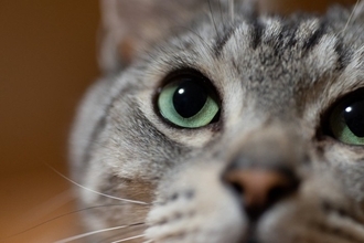 猫の『目ヤニ』が目立つときの原因5つ　病気が隠れている可能性や受診の目安まで