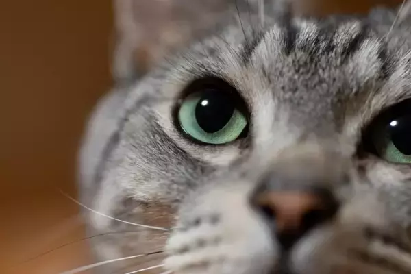 猫の『目ヤニ』が目立つときの原因5つ　病気が隠れている可能性や受診の目安まで