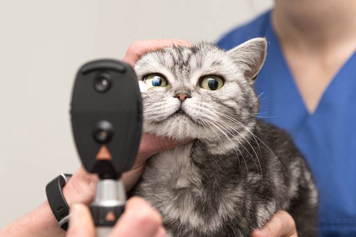 猫の『目ヤニ』が目立つときの原因5つ　病気が隠れている可能性や受診の目安まで