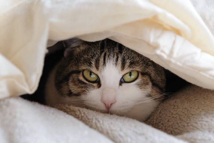 猫が飼い主の『腕の中で寝たがる』理由4つ　安心してくれている証？上手に対応するコツまで