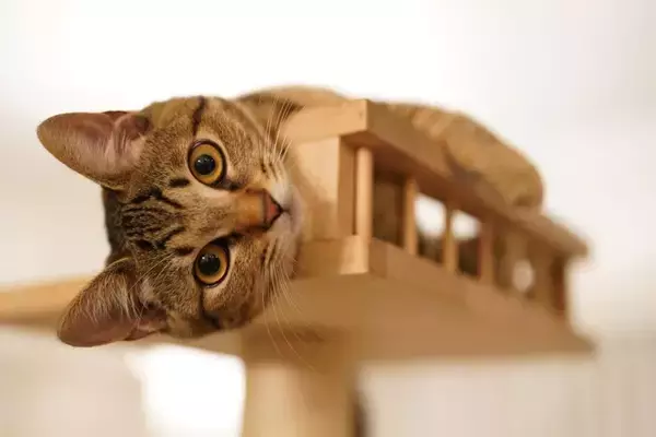 飼い主が『猫に振り回される幸せ』を実感する瞬間9つ　マイペースな行動の心理や上手な付き合い方も