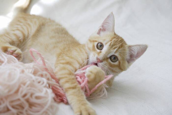 飼い主が『猫に振り回される幸せ』を実感する瞬間9つ　マイペースな行動の心理や上手な付き合い方も