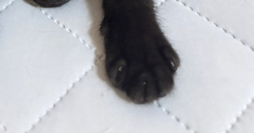 拾われてからまだ1か月しか経っていないのに…子猫が見せた『可愛すぎる様子』に2万いいね「すっかり家族の一員」「安心してるんだねぇ」