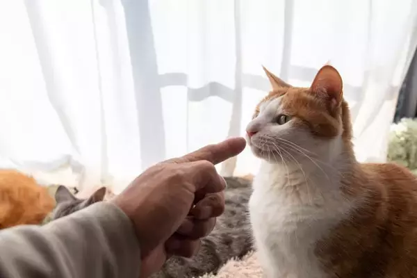 猫に『トラウマ』を植え付けるNG行為6選　絶対にやってはいけない理由や起こりうるトラブルまで