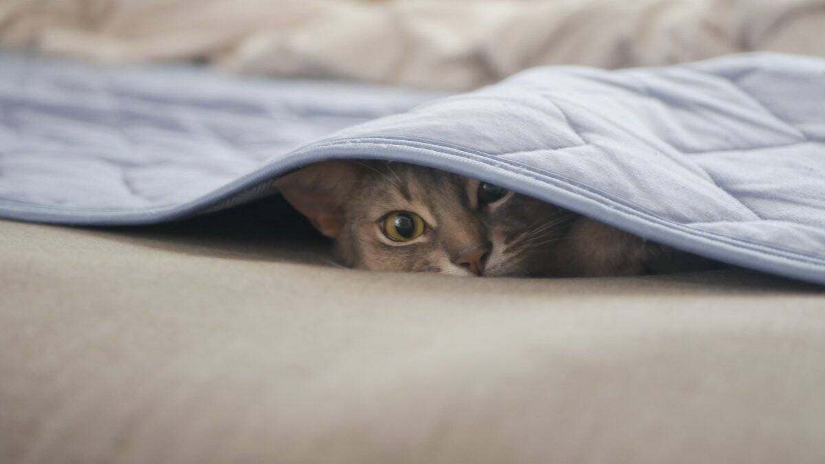 猫に『トラウマ』を植え付けるNG行為6選　絶対にやってはいけない理由や起こりうるトラブルまで