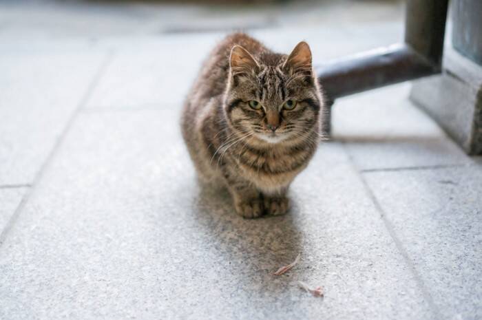 猫に『トラウマ』を植え付けるNG行為6選　絶対にやってはいけない理由や起こりうるトラブルまで