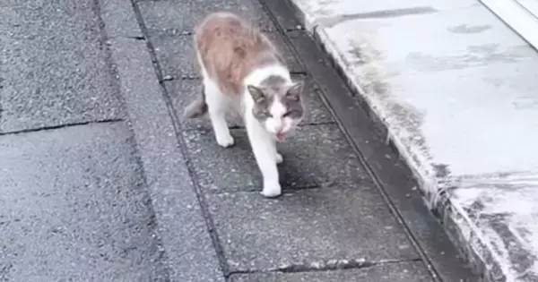道端で出会った『ガリガリの野良猫』→保護されると…幸せいっぱいな『現在の光景』に「素敵すぎる」「顔つき本当に変わるよね」と24万再生