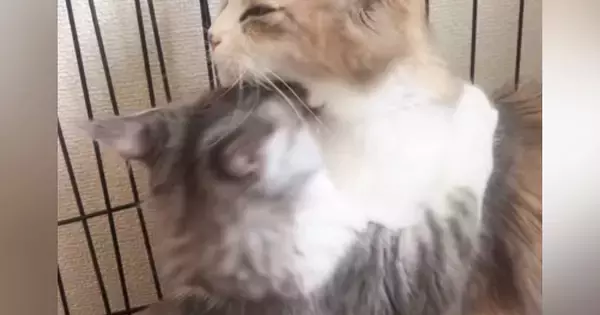 子猫がママ猫に全力で『大好きアピール』した結果→見た目に『予想外の変化』が…「いいなぁｗ」「ふたりの間には入れないなｗ」と91万再生