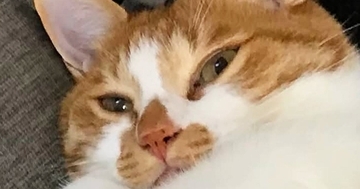 毎日『独特な体勢で寝ている猫』が心配になり動物病院に行ったら…先生が放った一言に3万いいね「個性出るよねｗ」「思わず笑った」