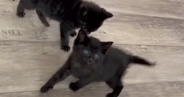 赤ちゃんの頃から元気いっぱいな黒猫きょうだい→1年後…想像以上の『やんちゃぶり』に「まるで小学生男子ｗ」「可愛いから許しちゃうやつ」