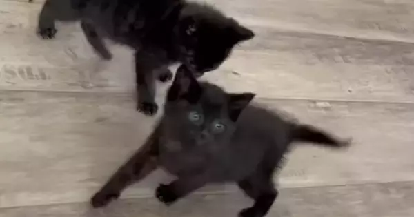 赤ちゃんの頃から元気いっぱいな黒猫きょうだい→1年後…想像以上の『やんちゃぶり』に「まるで小学生男子ｗ」「可愛いから許しちゃうやつ」