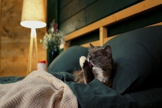 猫と飼い主の『生活リズム』を合わせる方法4選　ズレが起きる原因や気をつけたいことまで