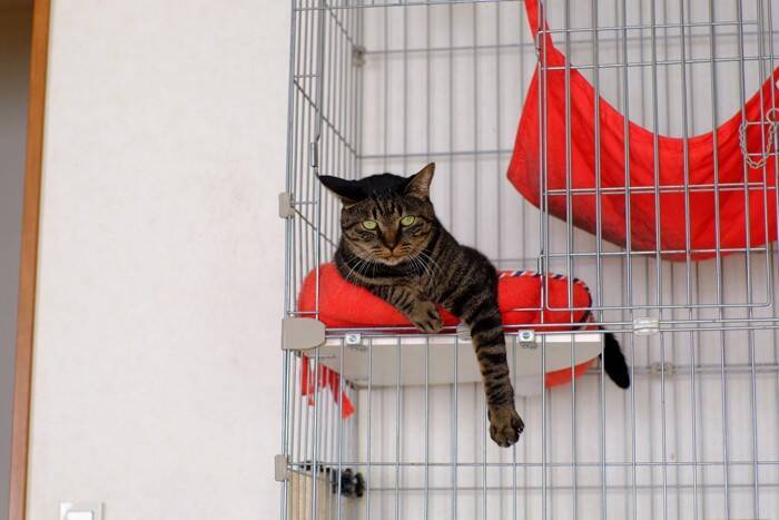 猫を新しく迎えるとき『先代猫のおさがり』は使ってもいい？各アイテムごとに解説