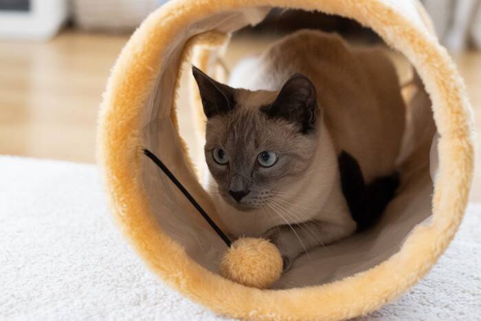 猫を新しく迎えるとき『先代猫のおさがり』は使ってもいい？各アイテムごとに解説