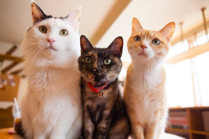 猫に与えるご飯の『適正カロリー』とは？年齢や体格などに合わせた計算式も