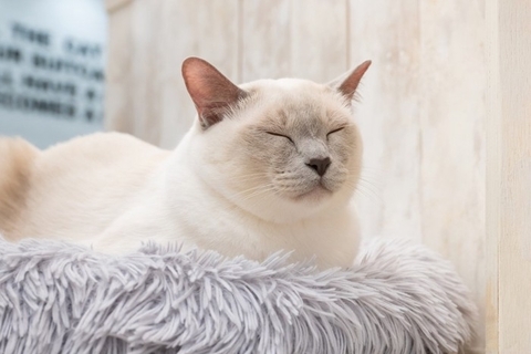 猫があなたを『無視』しているときの心理5つ　機嫌が悪いの？適切な接し方もご紹介