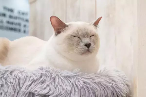 猫があなたを『無視』しているときの心理5つ　機嫌が悪いの？適切な接し方もご紹介