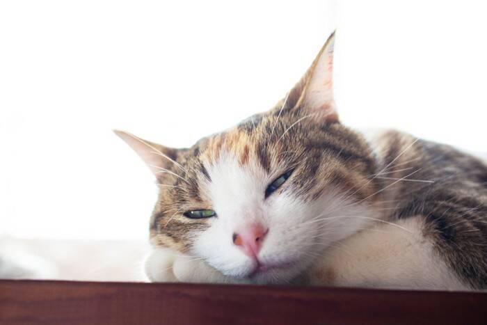 猫があなたを『無視』しているときの心理5つ　機嫌が悪いの？適切な接し方もご紹介