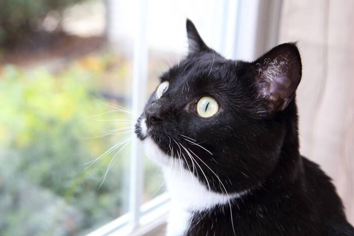 猫があなたを『無視』しているときの心理5つ　機嫌が悪いの？適切な接し方もご紹介