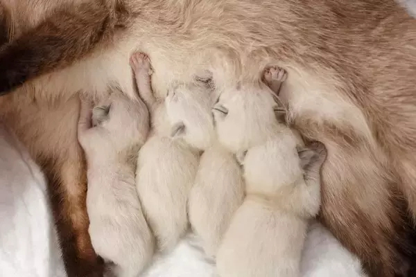 猫の『耳』はどのくらい聞こえているの？　聴力に関する5つの豆知識をご紹介