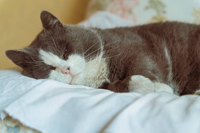 猫が命を落としかねない『危険な嘔吐』4選　放置してはいけない理由や見分け方も解説