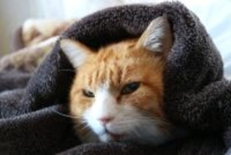 猫も『冷え性』になることがあるの？健康に与える影響や改善方法を解説
