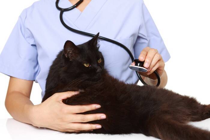 猫も『冷え性』になることがあるの？健康に与える影響や改善方法を解説