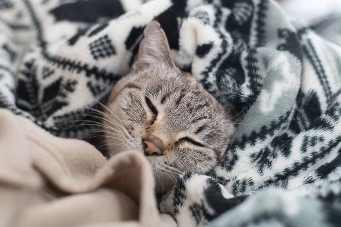 猫も『冷え性』になることがあるの？健康に与える影響や改善方法を解説