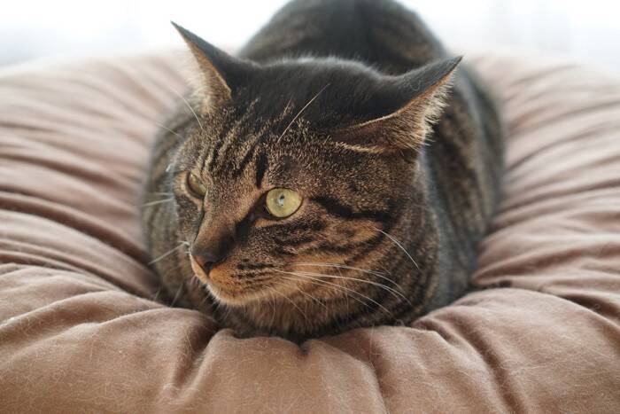 猫も『冷え性』になることがあるの？健康に与える影響や改善方法を解説