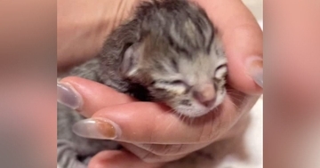 産み落とされてから『24時間も放置された赤ちゃん猫』→ギリギリのところで保護されると…現在の様子に「本当にありがとう」「良かった」の声