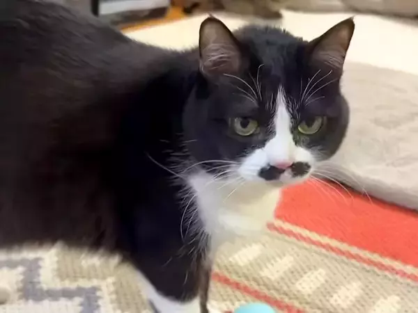 ボール遊びをする猫→ママのところに運んできて…健気すぎる『まるで犬のような行動』に「忠犬」「遊びにママを巻き込む技がすごい」と反響