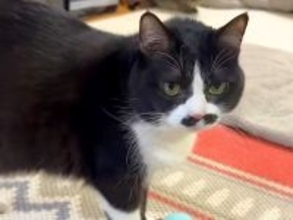 ボール遊びをする猫→ママのところに運んできて…健気すぎる『まるで犬のような行動』に「忠犬」「遊びにママを巻き込む技がすごい」と反響