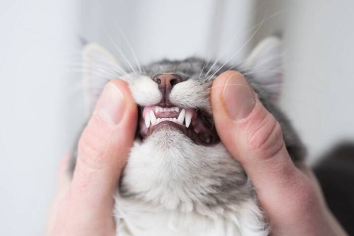 猫の『口腔ケア』が重要な理由3選　怠ると起こりうるリスクやトラブルの予防法