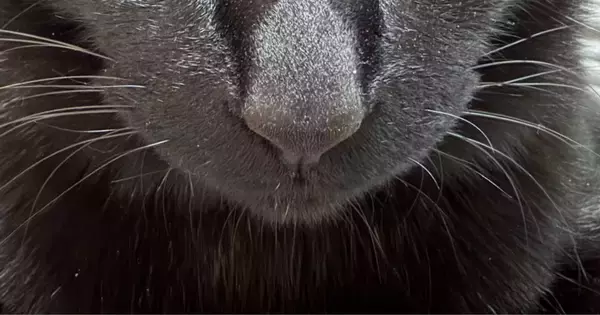 飼い主が出かけるのを『阻止したい黒猫』→お腹の上に乗ってきて…可愛すぎる『表情』に「むっちゃ狙ってはる」「動けないね」と反響