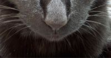 飼い主が出かけるのを『阻止したい黒猫』→お腹の上に乗ってきて…可愛すぎる『表情』に「むっちゃ狙ってはる」「動けないね」と反響