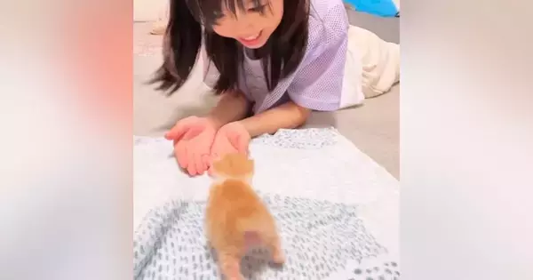 おうちに迎えて7日目の子猫→女の子がお世話をして…心温まる『優しさの詰まった光景』が77万再生「なぜだか涙が出てきた」「すごく素敵」