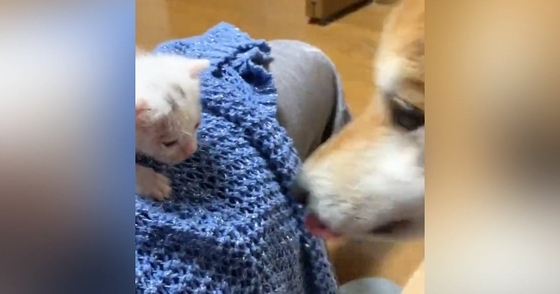 『捨てられていた赤ちゃん猫』を連れて帰った結果…家にいた柴犬が見せた『まさかの行動』が107万再生「頼もしい母親」「優しい世界」