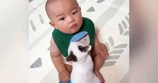 『小さな子猫』が『赤ちゃんの足の間』でくつろぎ始めた結果…「可愛すぎて変な声でたｗ」210万再生された尊い光景に「涙が出てくる」