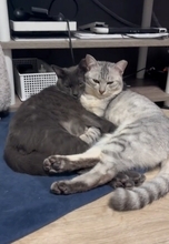 いつもなら居ない時間に飼い主がいたら、猫は……？まさかの"反応"が可愛すぎると60万再生の反響「なんでいるの～って感じ好き」「萌」