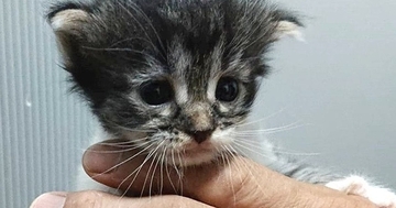 手のひらサイズだった『大型猫の赤ちゃん』→成長すると……あまりにも劇的な『見違えるビフォーアフター』に感動！「尊すぎる」