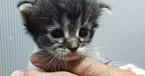 手のひらサイズだった『大型猫の赤ちゃん』→成長すると……あまりにも劇的な『見違えるビフォーアフター』に感動！「尊すぎる」