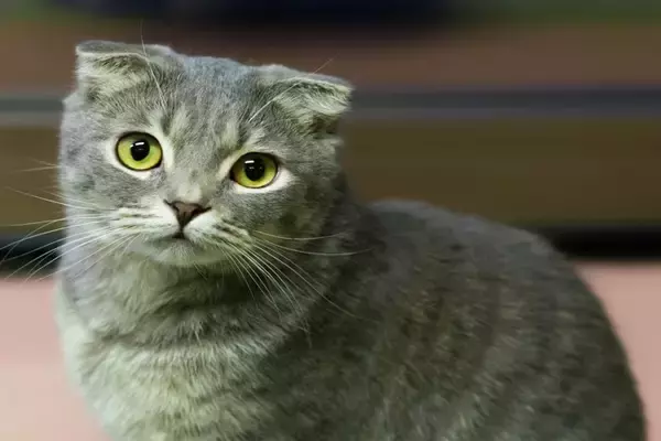 『人懐っこい性格』を持つとされている猫種5選　それぞれの魅力や傾向もご紹介