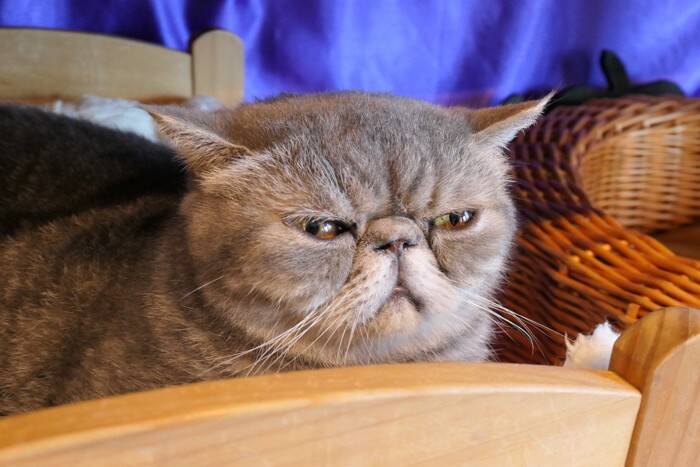 『人懐っこい性格』を持つとされている猫種5選　それぞれの魅力や傾向もご紹介