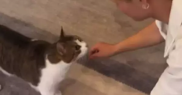 猫が久しぶりに帰ってきた"大好きなお兄ちゃん"と『再会』した結果…お兄ちゃんを見た瞬間の『心温まる反応』が10万再生「かわいいね」