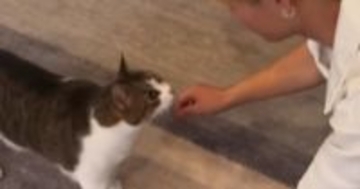 猫が久しぶりに帰ってきた"大好きなお兄ちゃん"と『再会』した結果…お兄ちゃんを見た瞬間の『心温まる反応』が10万再生「かわいいね」